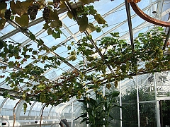 332 Longwood Gardens [2008 August 23]